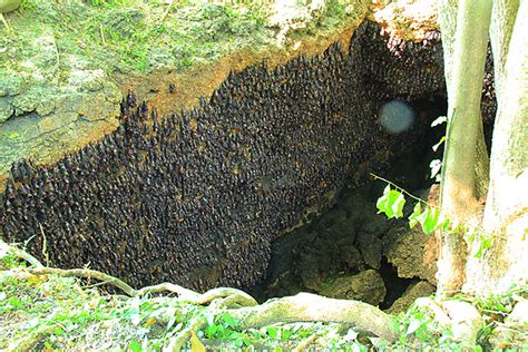 monfort bat sanctuary|MONFORT BAT SANCTUARY .